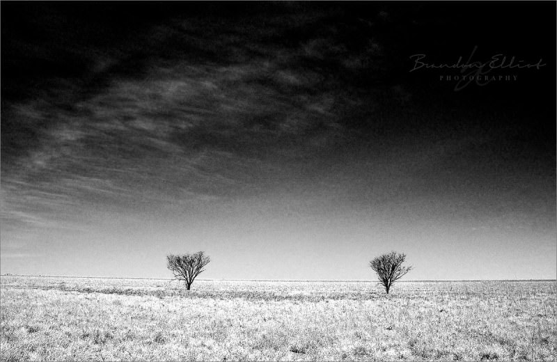 2 tress in outback australia. Vancouver Photographer Brandon Elliot