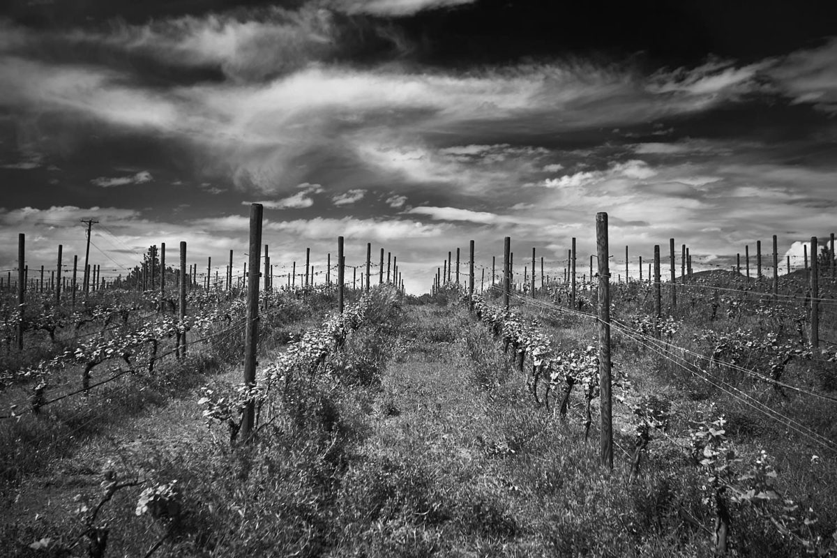 penticton photographer of winery syncromesh vineyards