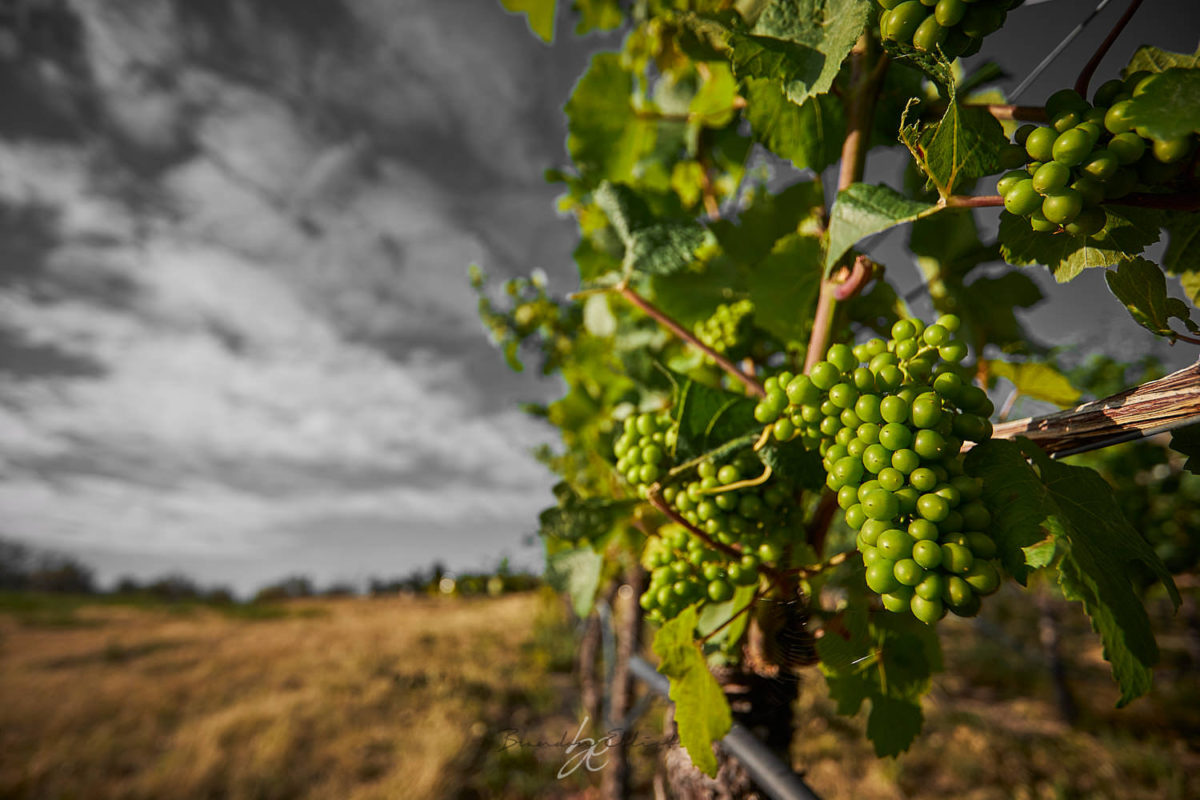 white wine grapes at sunrise by kelowna photographer brandon elliot