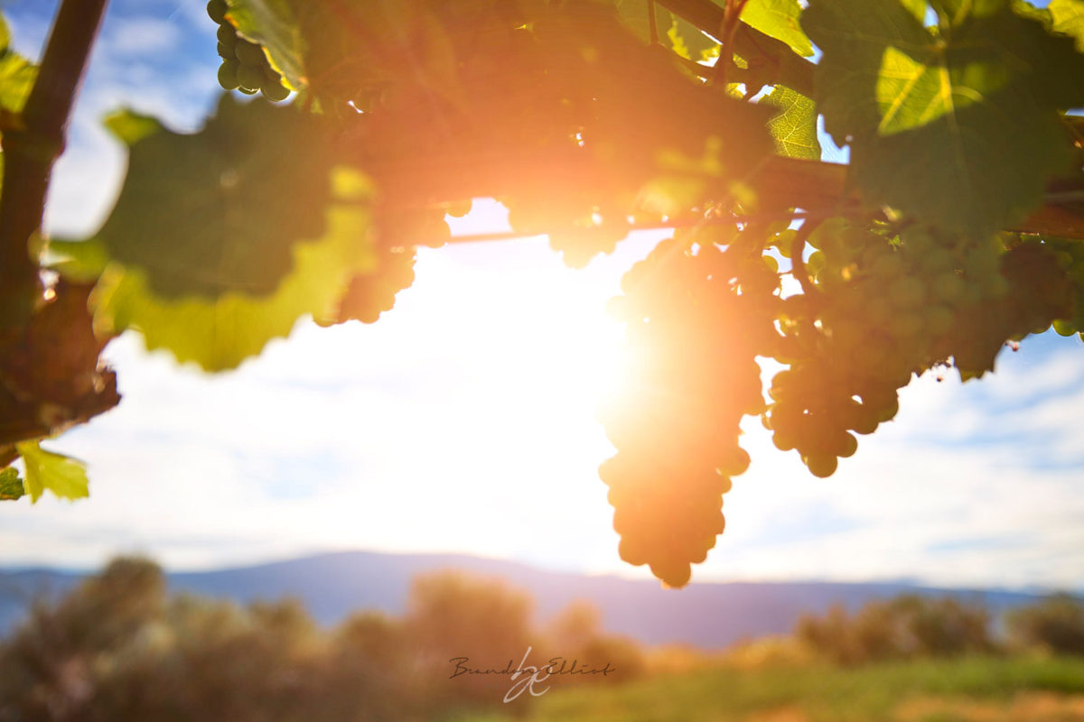 Sunrising over grapes at OAK Estate winery captured by Kelowna Photographer